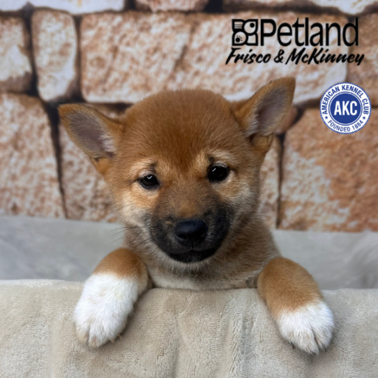 [#26298-02] Red Sesame F Shiba Inu Puppies for Sale