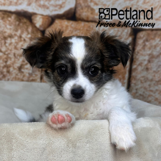 [#26355-01] Brown / White M Chihuahua Puppies for Sale