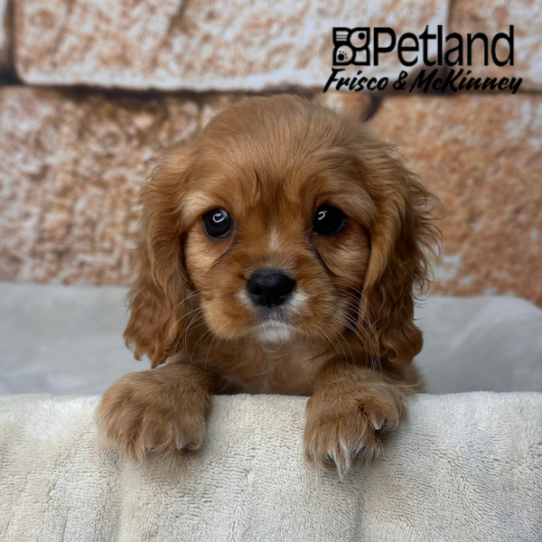 [#26590-03] Ruby M Cavalier King Charles Spaniel Puppies for Sale