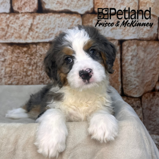 [#2612-03] Blue Merle / White M Bernedoodle Mini Puppies for Sale