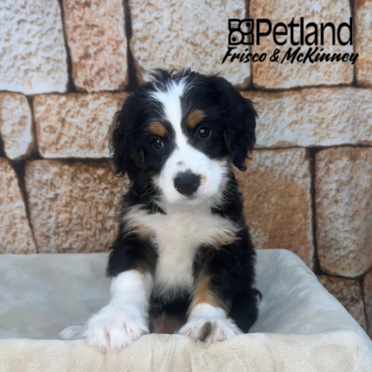 [#2612-06] Black White / Tan M Bernedoodle Mini Puppies for Sale