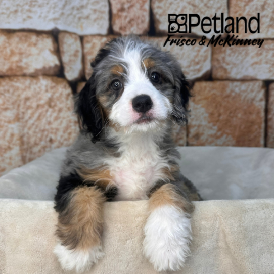 [#2612-09] Blue Merle / White F Bernedoodle Mini Puppies for Sale