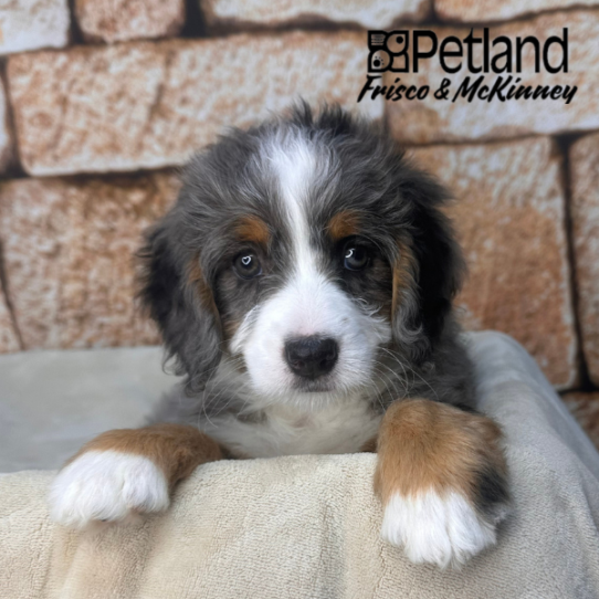 [#2612-10] Blue Merle / White F Bernedoodle Mini Puppies for Sale