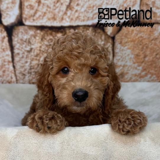[#2613-03] Red M Irishdoodle Mini Puppies for Sale