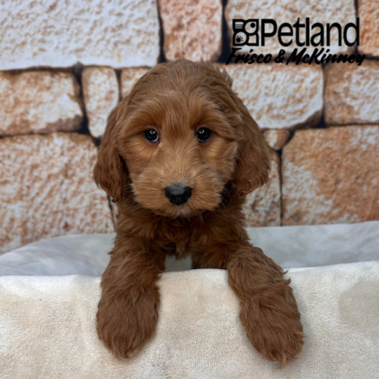 [#2613-05] Red F Irishdoodle Mini Puppies for Sale