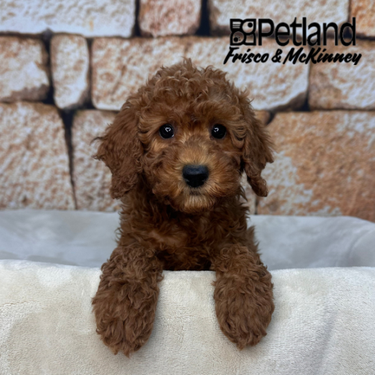 [#2613-09] Red F Irishdoodle Mini Puppies for Sale
