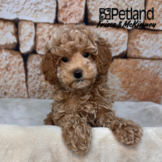 [#2647-02] Apricot F Cock A Poo 2nd Gen Puppies for Sale