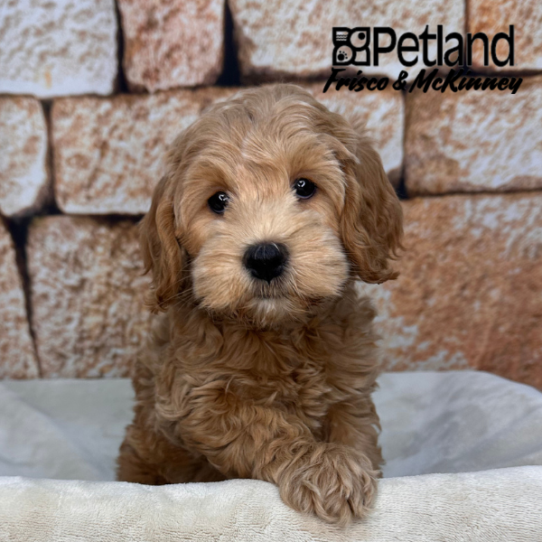 [#2647-03] Apricot F Cock A Poo 2nd Gen Puppies for Sale