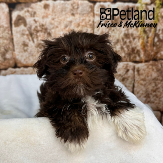 [#M17494] Chocolate M Havanese Puppies for Sale
