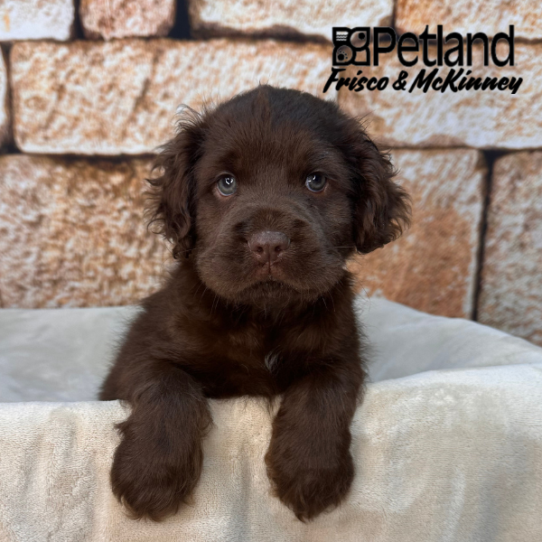 [#2618-05] Chocolate F Hippo Mini Puppies for Sale