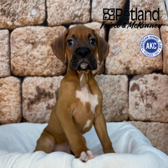[#N01538] Fawn M Boxer Puppies for Sale
