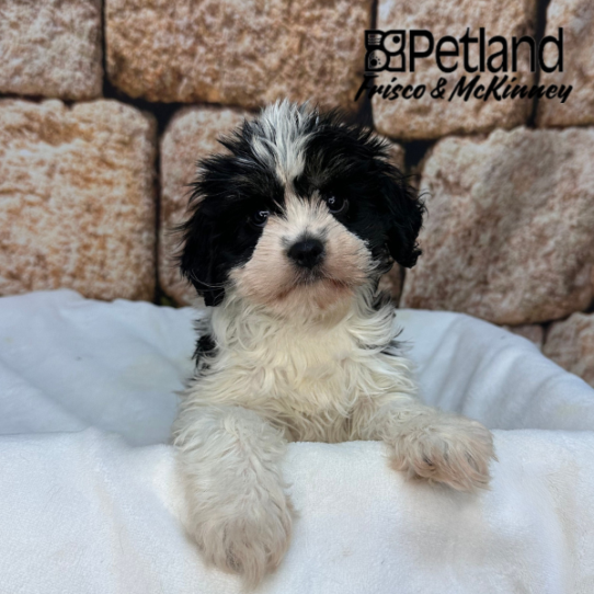 [#N02028] Black and White F Cav A Nese Puppies for Sale