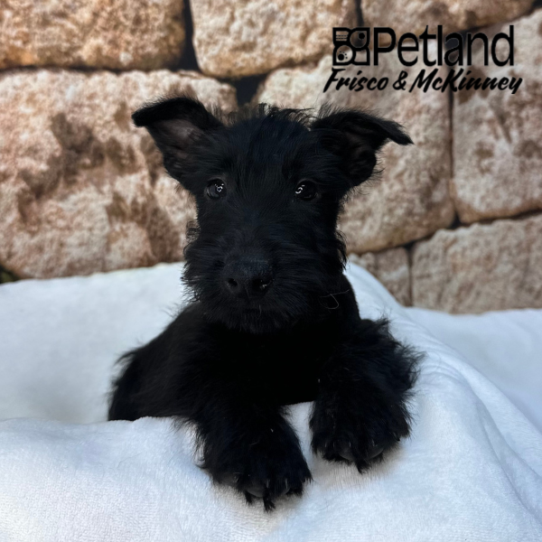 [#N01663] Black M Scottish Terrier Puppies for Sale
