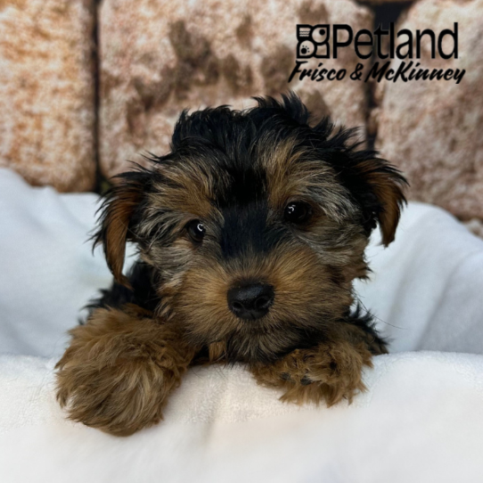 [#N01209] Black and Tan M Yorkshire Terrier Puppies for Sale