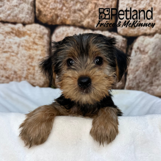 [#N01772] Black and Tan F Yorkshire Terrier Puppies for Sale
