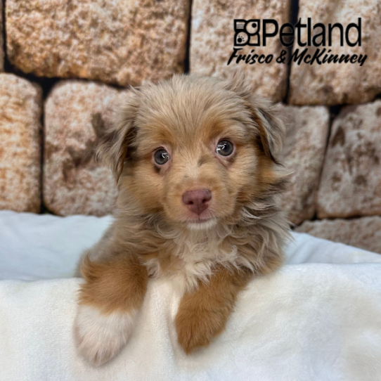 [#N01319] Red Merle M Toy Australian Shepherd Puppies for Sale