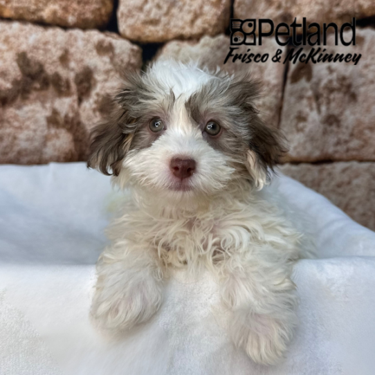 [#N01240] Blue F Havanese Puppies for Sale