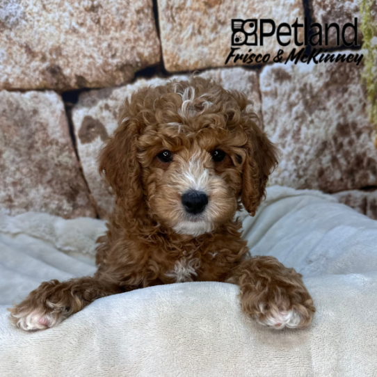 [#2614-01] Red M Cock A Poo 2nd Gen Puppies for Sale