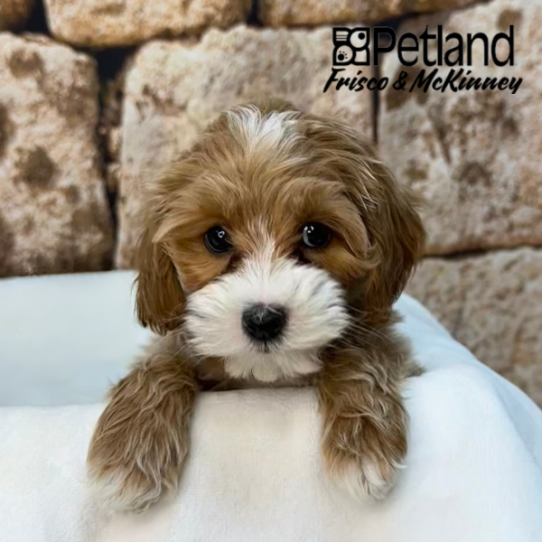 [#2614-08] Apricot F Cock A Poo 2nd Gen Puppies for Sale