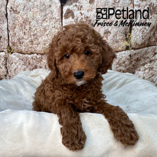 [#2615-01] Red M Poodle Moyen Puppies for Sale