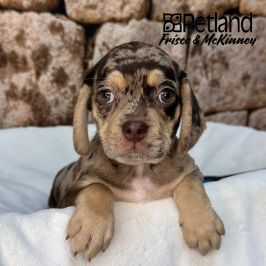 [#2619-03] Chocolate Merle F Pug/Beagle Puppies for Sale