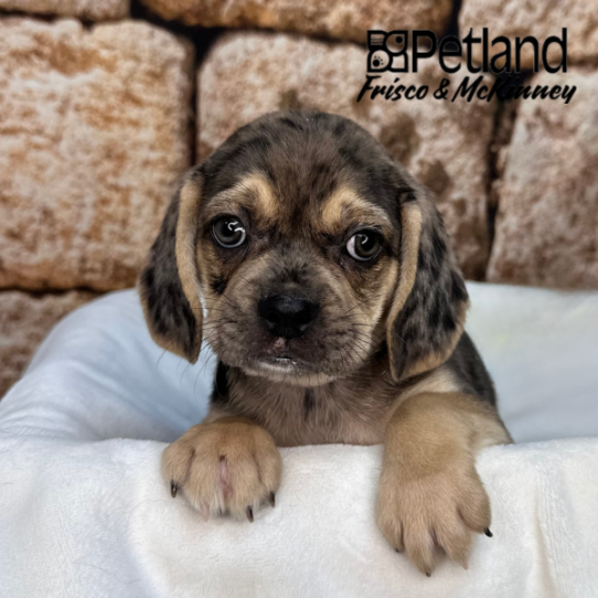 [#2619-04] Blue Merle F Pug/Beagle Puppies for Sale