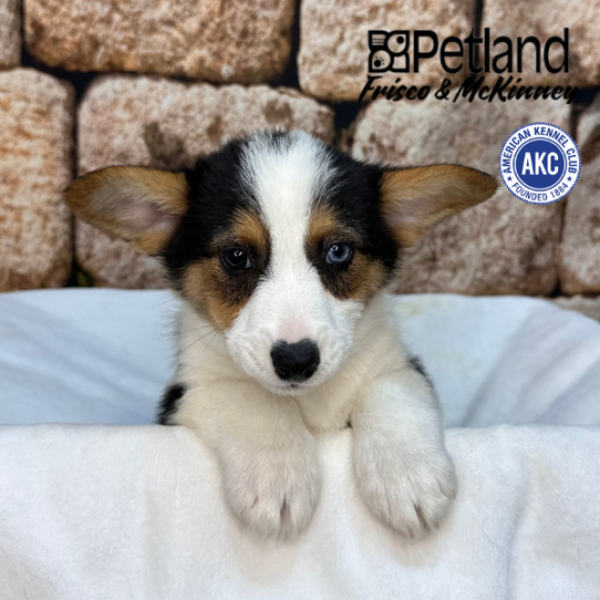 [#26176-03] Tri-Colored M Pembroke Welsh Corgi Puppies for Sale