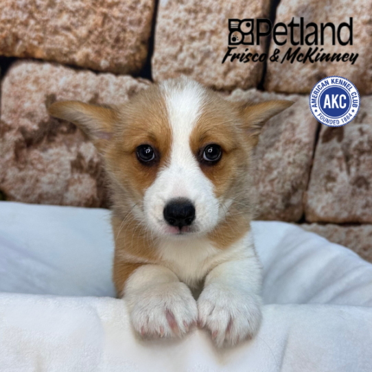 [#26176-06] Sable / White M Pembroke Welsh Corgi Puppies for Sale