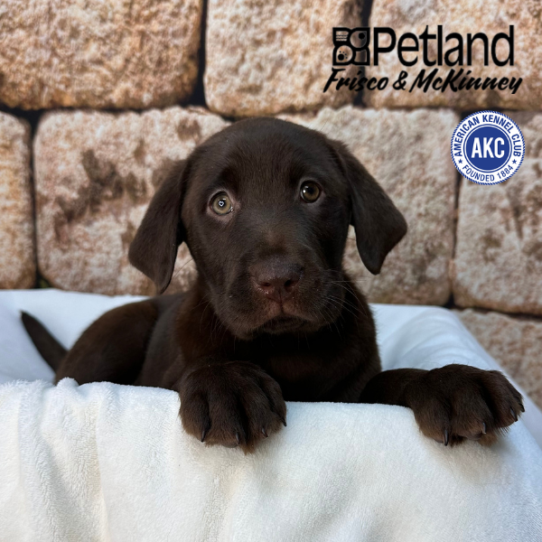 [#2642-03] Chocolate M Labrador Retriever Puppies for Sale