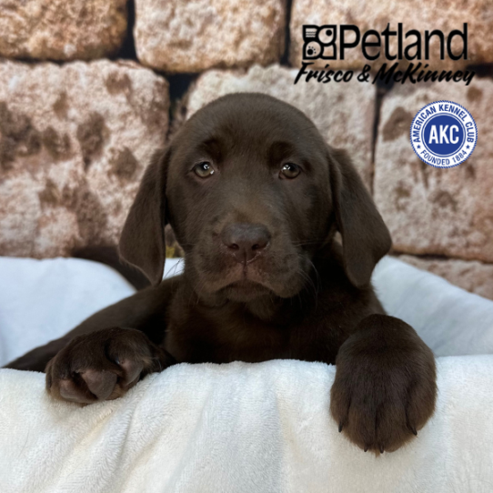 [#2642-04] Chocolate F Labrador Retriever Puppies for Sale