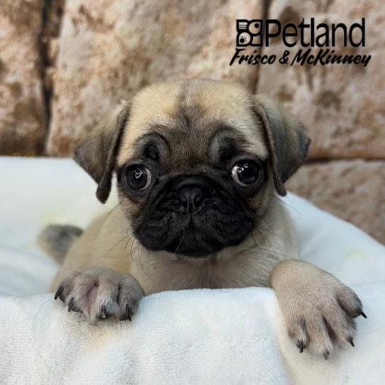 [#261004-04] Fawn F Pug Puppies for Sale