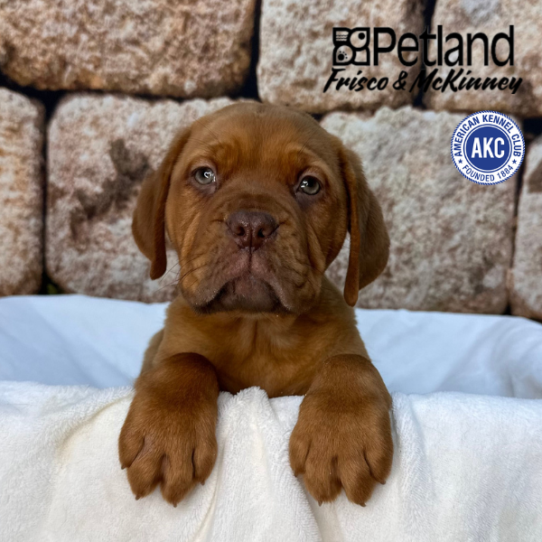 [#261005-03] Red F Dogue de Bordeaux Puppies for Sale