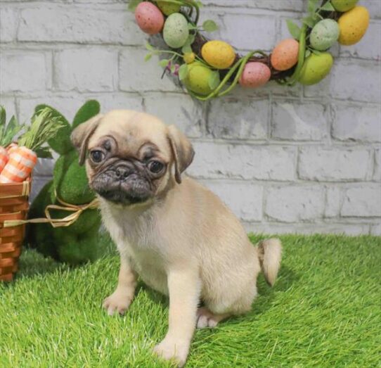 [#261004-04] Fawn F Pug Puppies for Sale