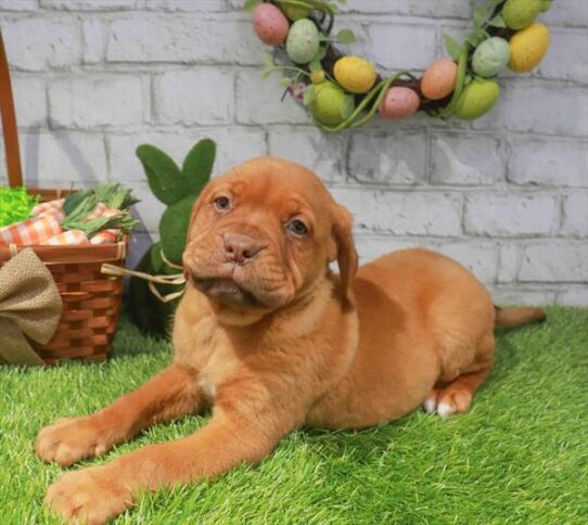 [#261005-03] Red F Dogue de Bordeaux Puppies for Sale