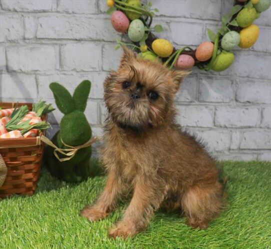 [#261017-02] Belge F Brussels Griffon Puppies for Sale