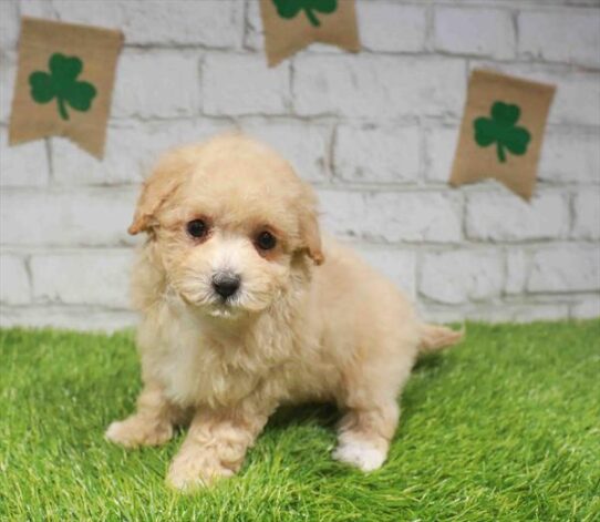 [#26694-04] Apricot F Poodle Puppies for Sale