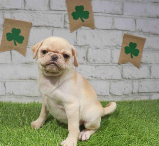 [#26719-02] Fawn M Pug Puppies for Sale