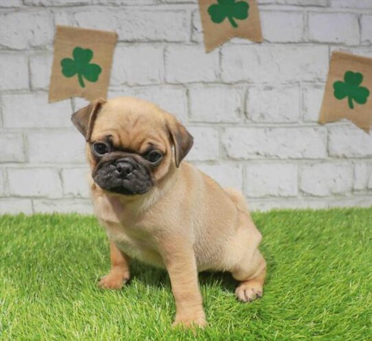 [#26720-02] Apricot M Pug Puppies for Sale