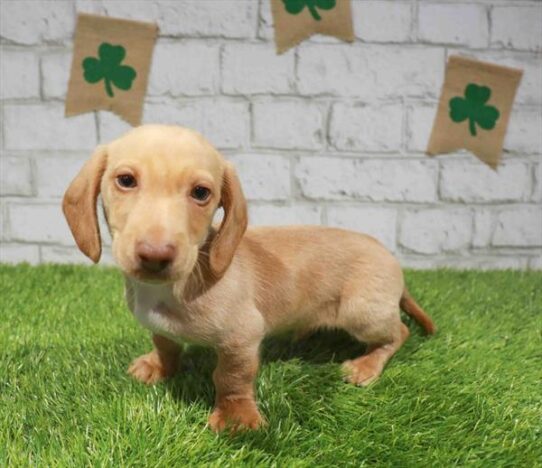 [#26741-01] Red M Dachshund Puppies for Sale