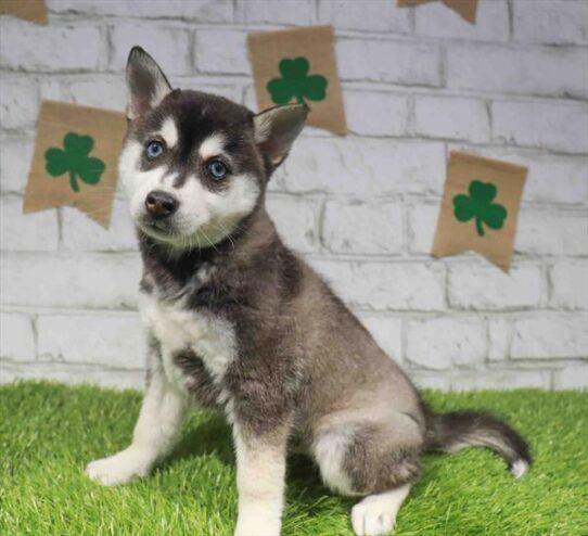 [#26758-02] Black / White M Alaskan Klee Kai Puppies for Sale