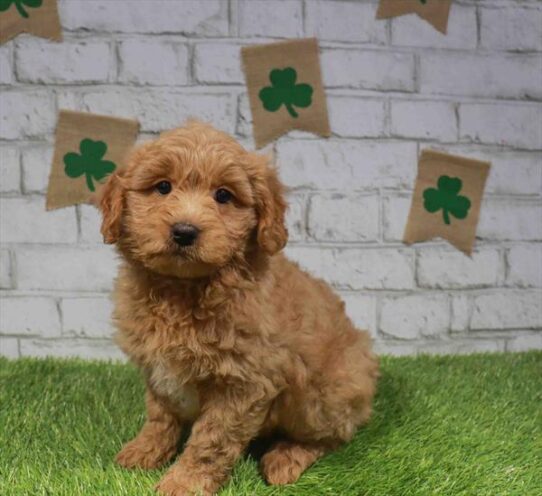 [#26790-01] Apricot F Goldendoodle Mini Puppies for Sale