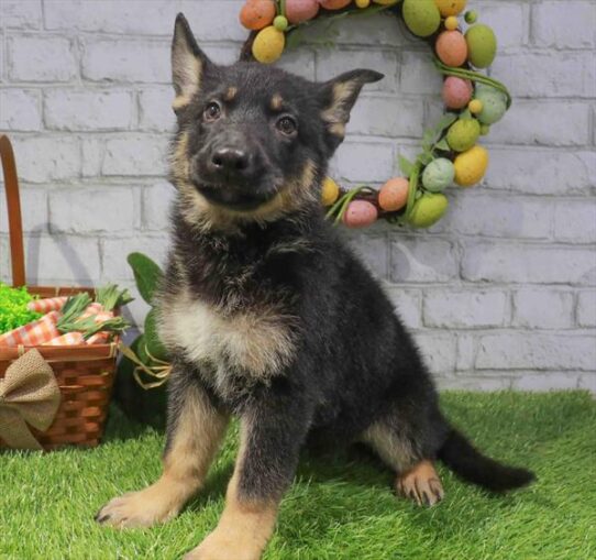[#26967-03] Black / Tan F German Shepherd Dog Puppies for Sale