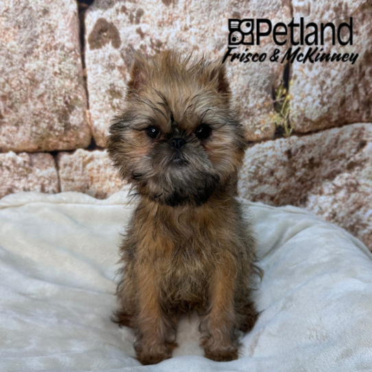 [#261017-02] Belge F Brussels Griffon Puppies for Sale