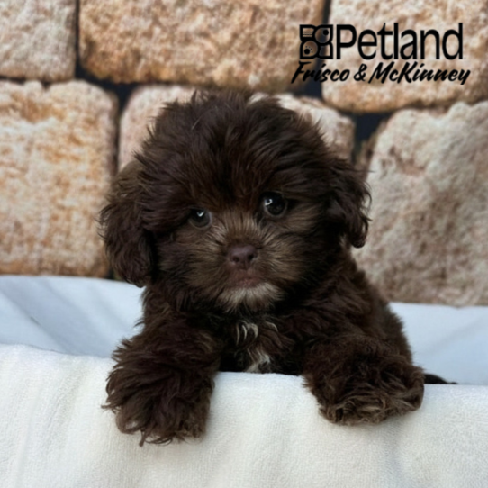 [#26130-01] Chocolate / Tan M ShihPoo Puppies for Sale