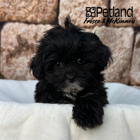 [#26130-02] Black / Brindle F ShihPoo Puppies for Sale