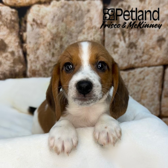 [#26131-02] Red M Beagle Puppies for Sale