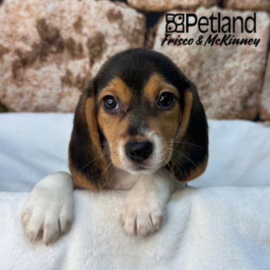 [#26131-04] Black / Tan F Beagle Puppies for Sale