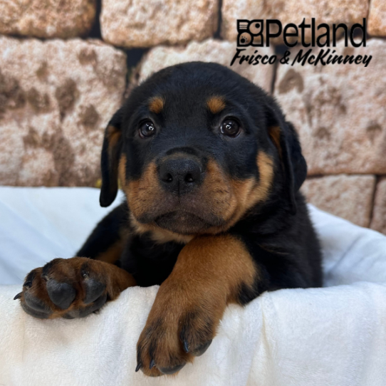 [#26132-01] Black / Mahogany M Rottweiler Puppies for Sale