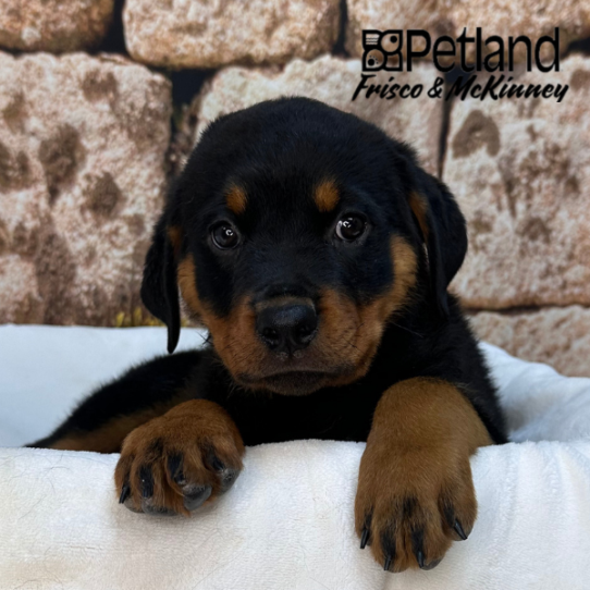 [#26132-07] Black / Mahogany F Rottweiler Puppies for Sale