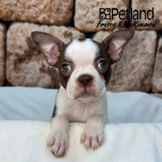 [#26135-02] Red F Boston Terrier Puppies for Sale